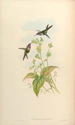 Calliphlox mitchelli